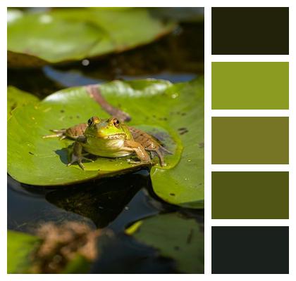 Frog Pond Lily Pad Image